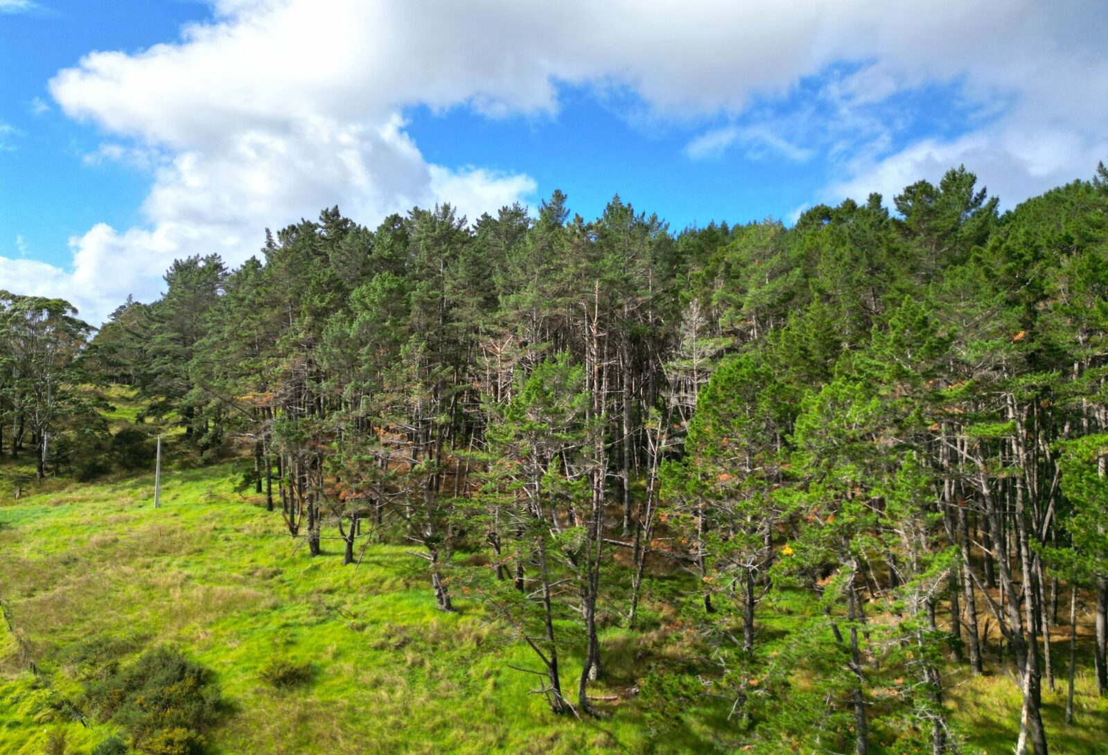 Lifestyle and Forestry, Prime Pine Block